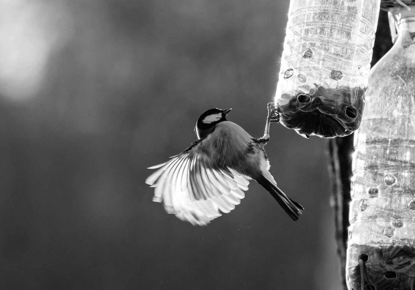 Синица у кормушки