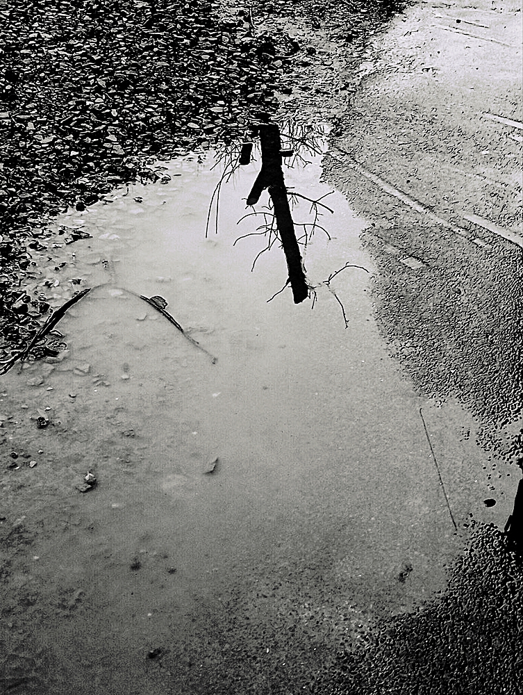 приезжали с пилами...