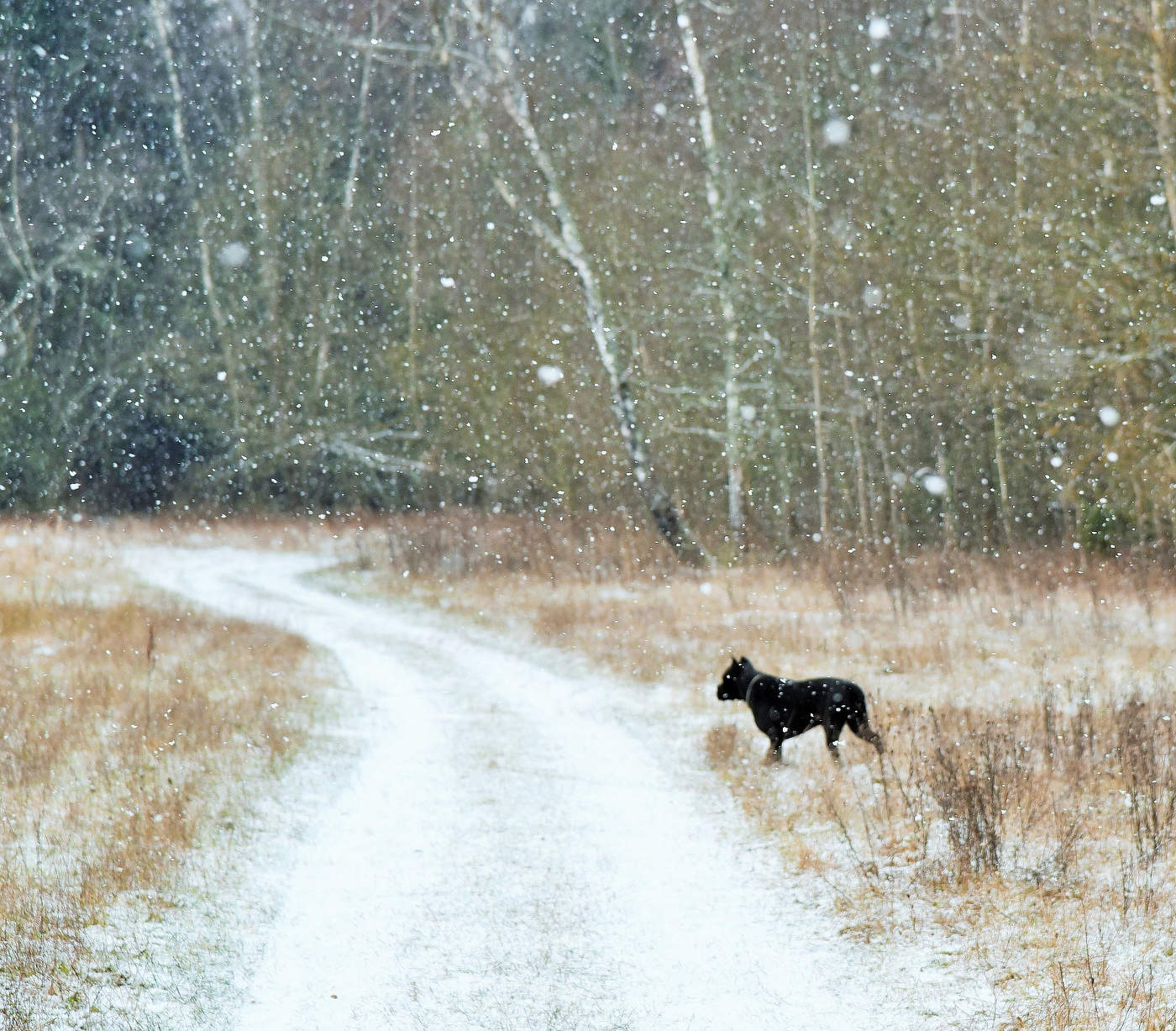 "Опять он падает чудесно-молчаливый ..."