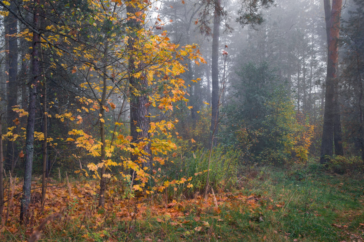 Вспоминая октябрь.