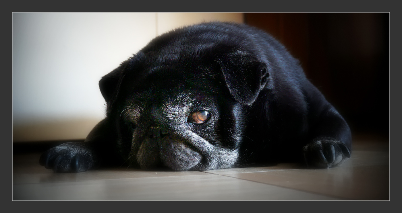 Мой старенький пёс