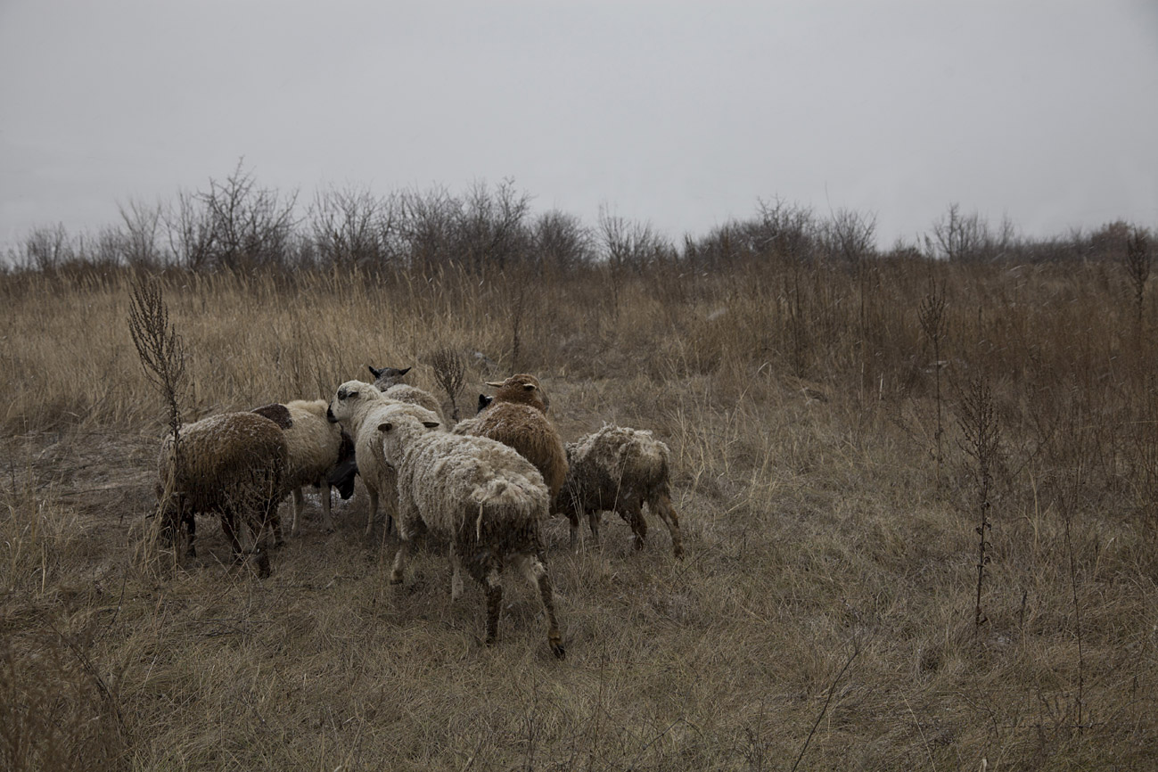 Семья на водопое