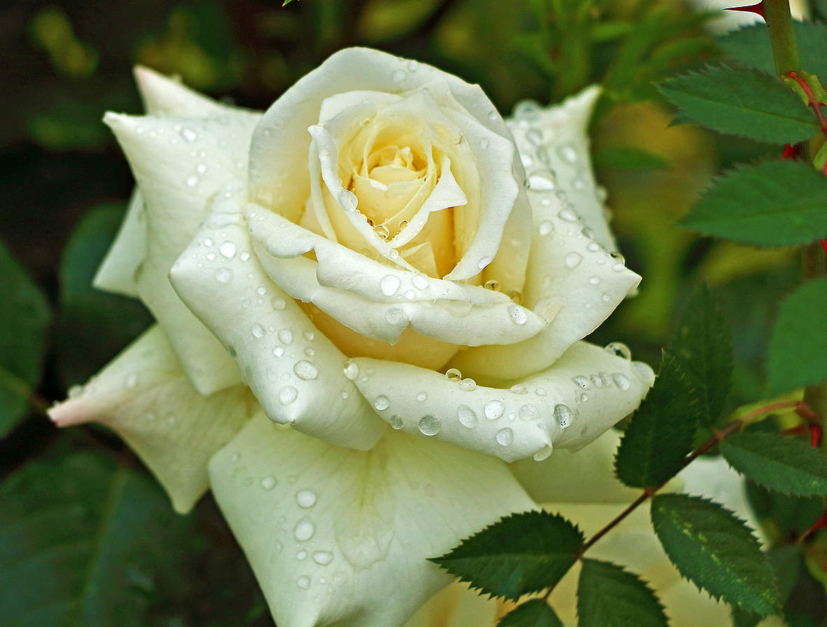 После дождя