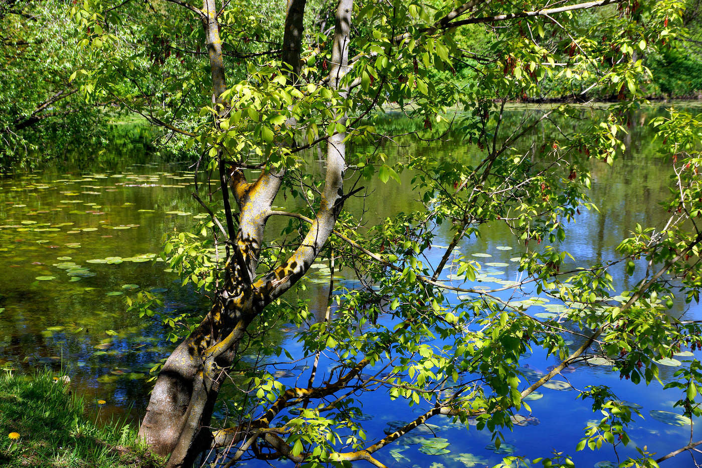 Нижний Кузьминский пруд