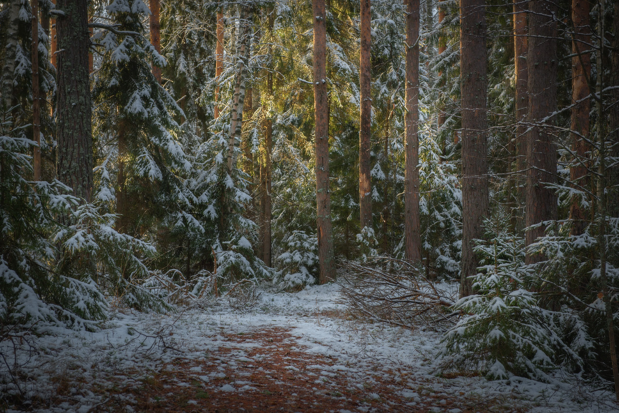 Припорошило.