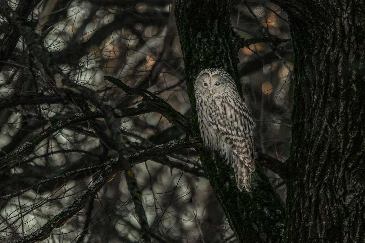 В заповедных и дремучих... длиннохвостая неясыть.