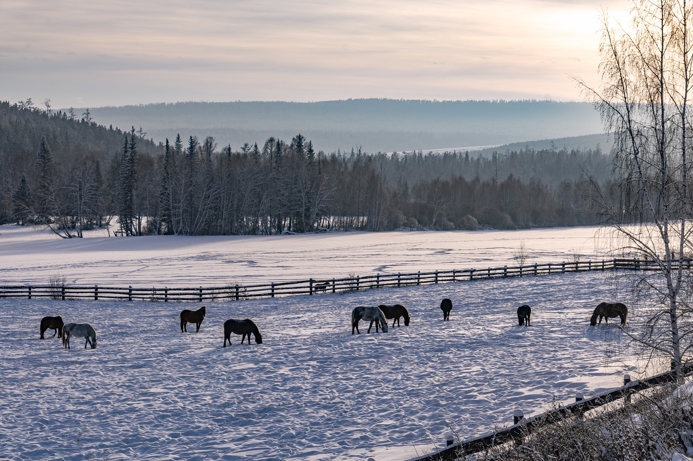 Зимний корм