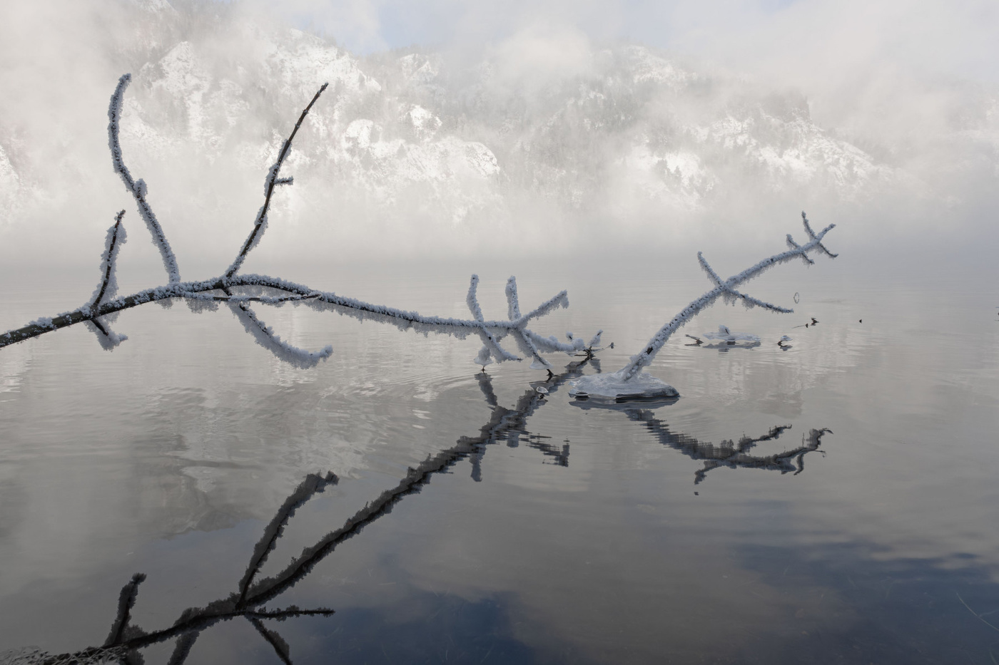 Веточки в отражении