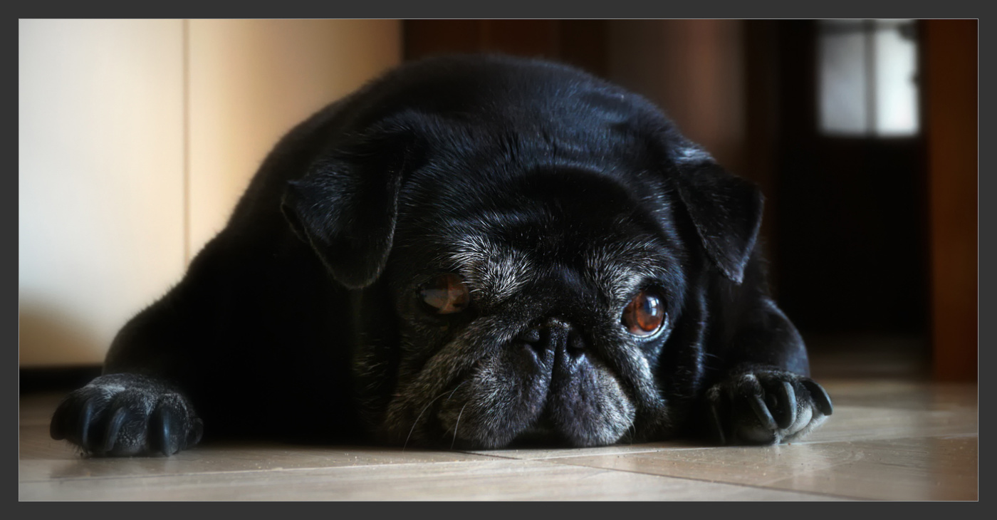 Мой старенький пес II