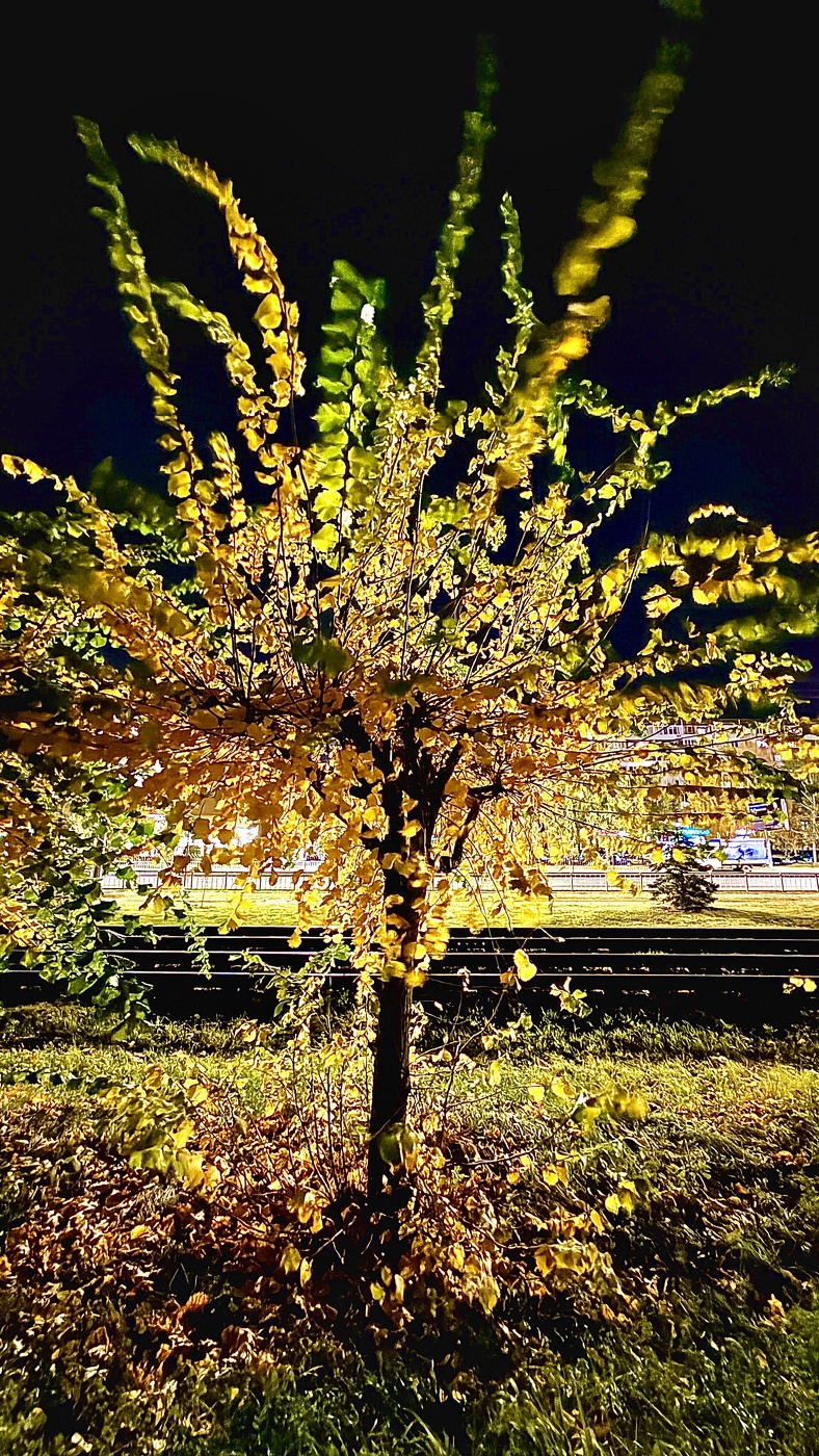 Цветная осень