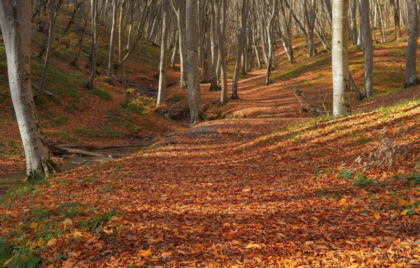 Осенний лес