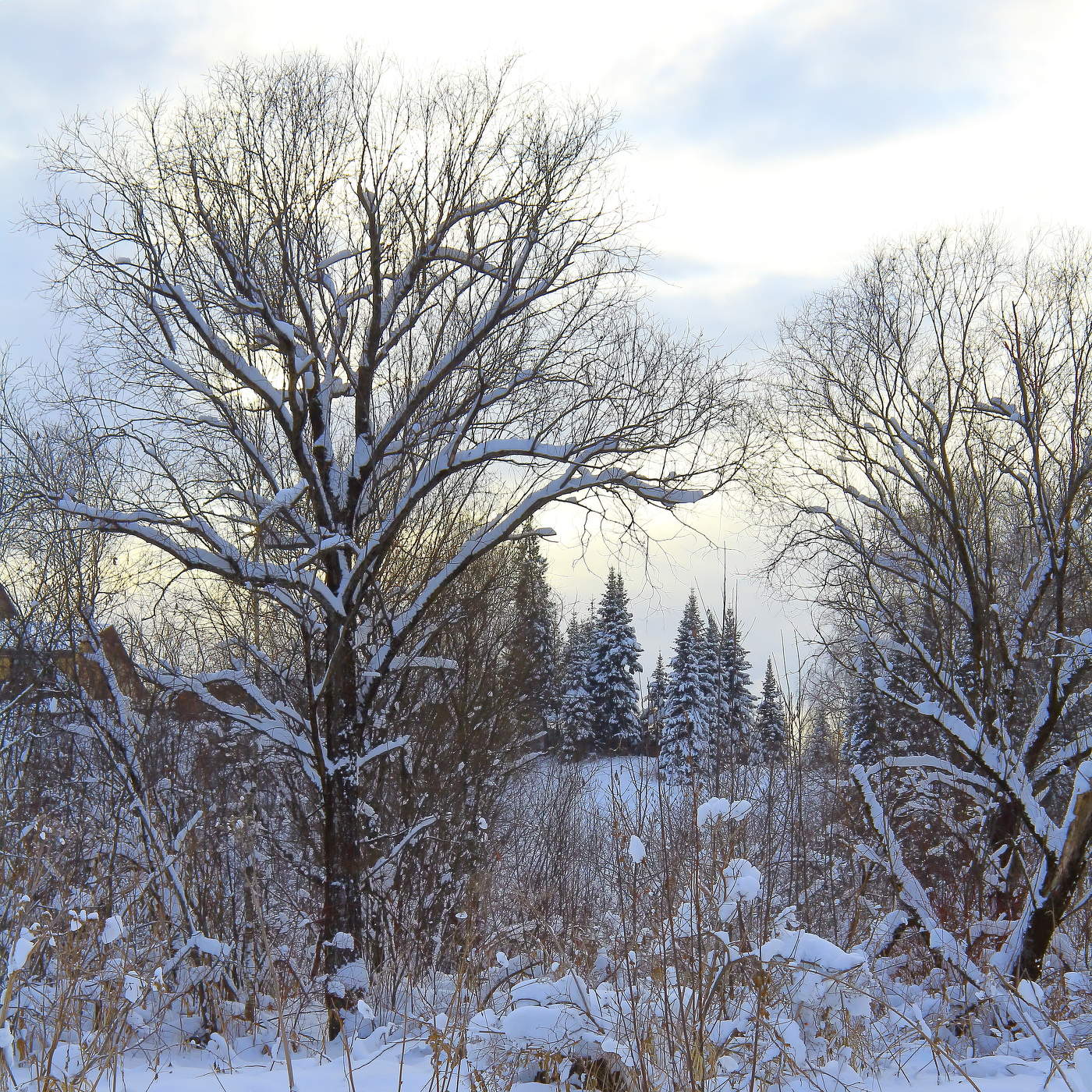 Графика зимы