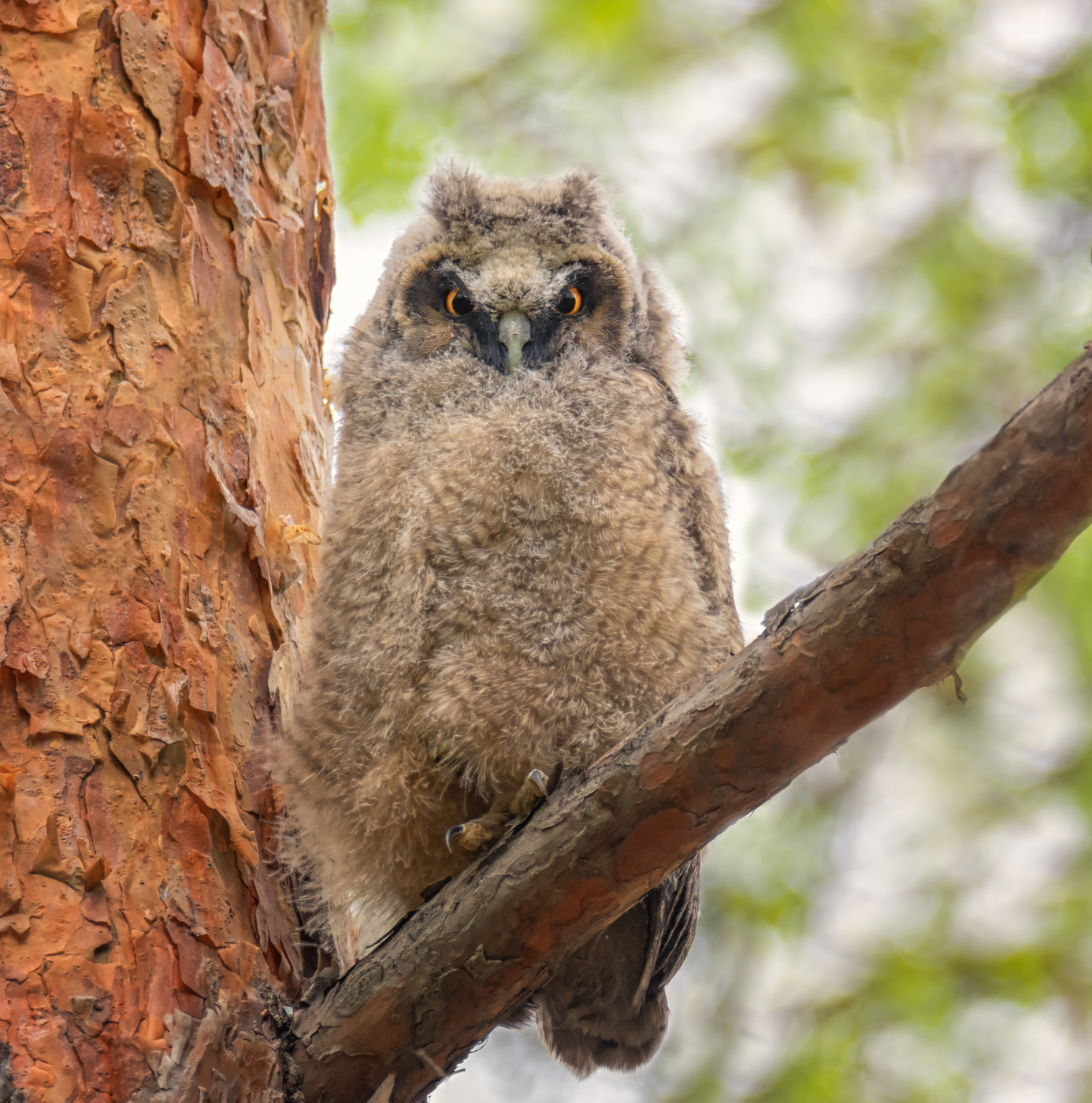 Сеанс гипноза.