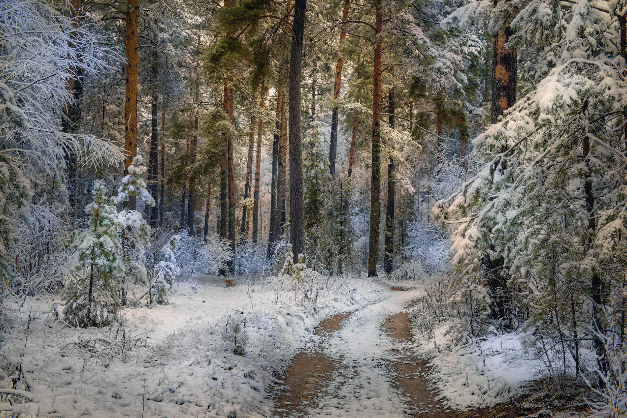 По лесной дорожке.