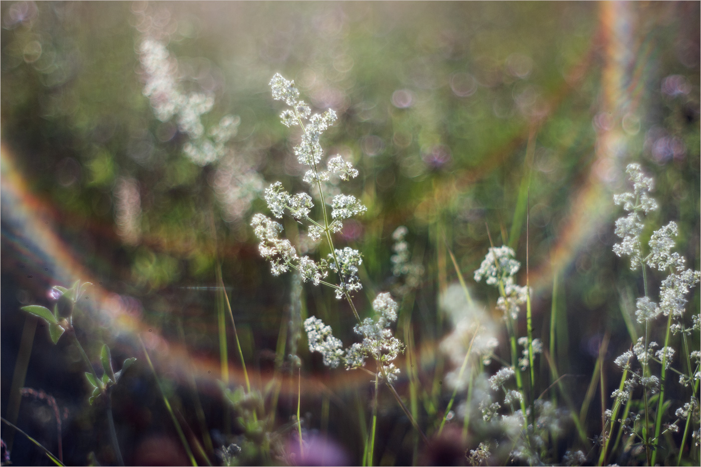 нарву цветов