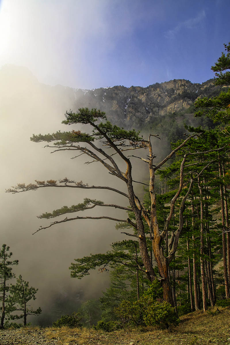 Крымская сосна