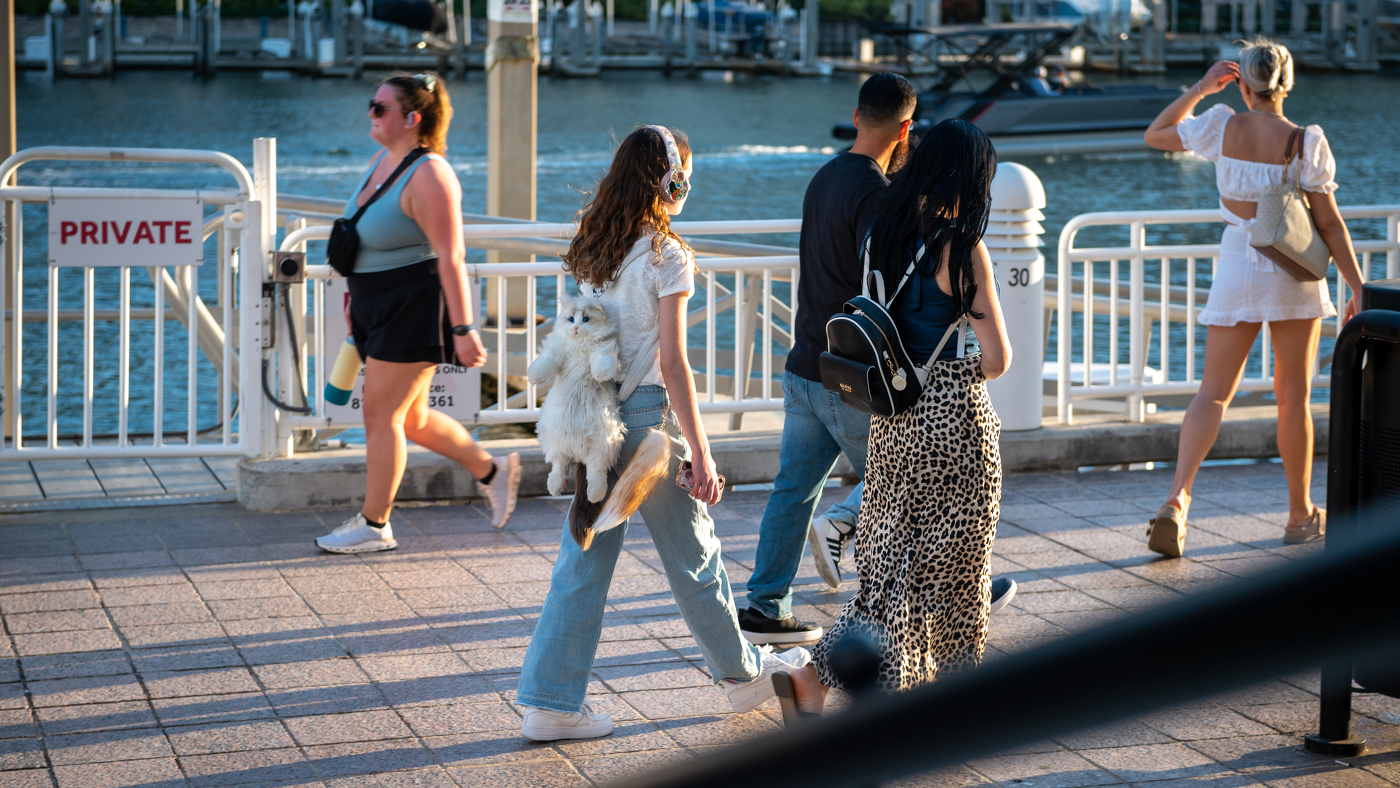 ... бедный кот