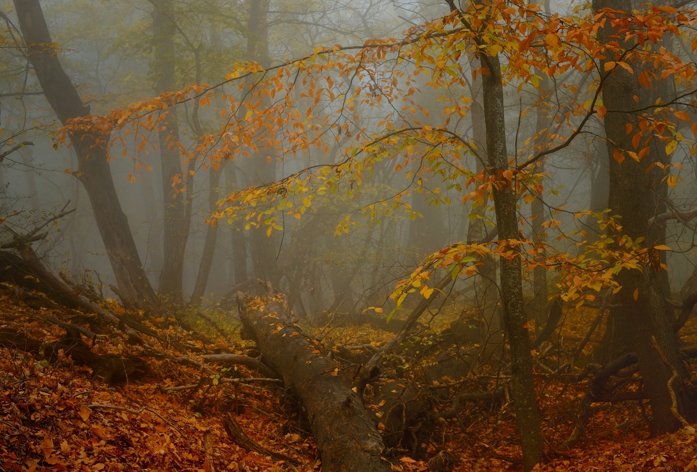 В туманном лесу