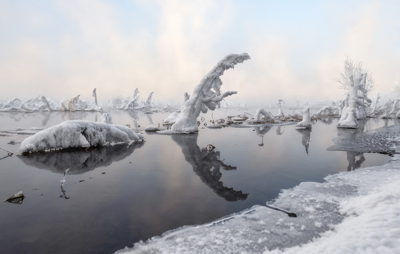 Зимние жители на прогулке