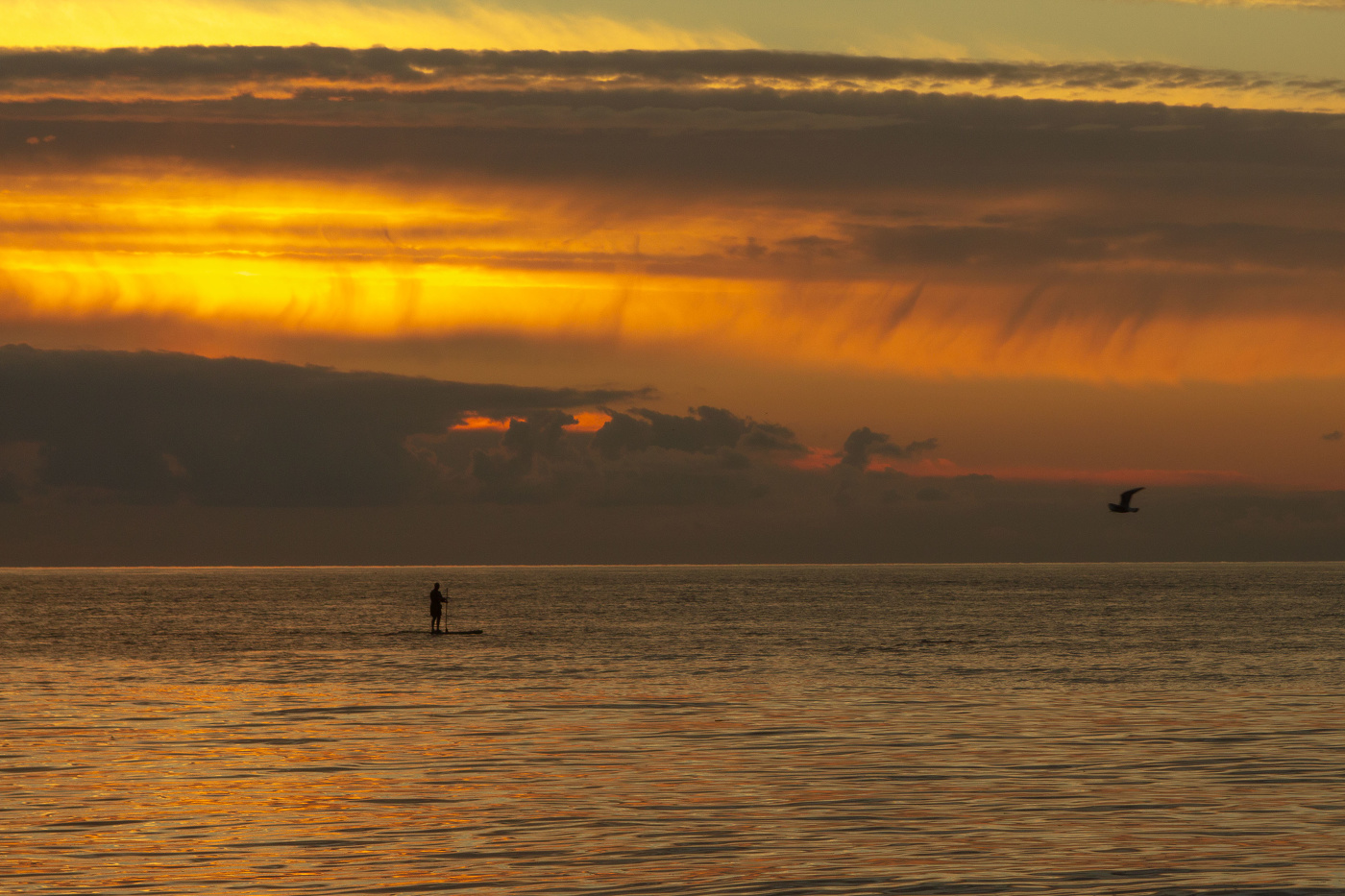 Скользящий по воде
