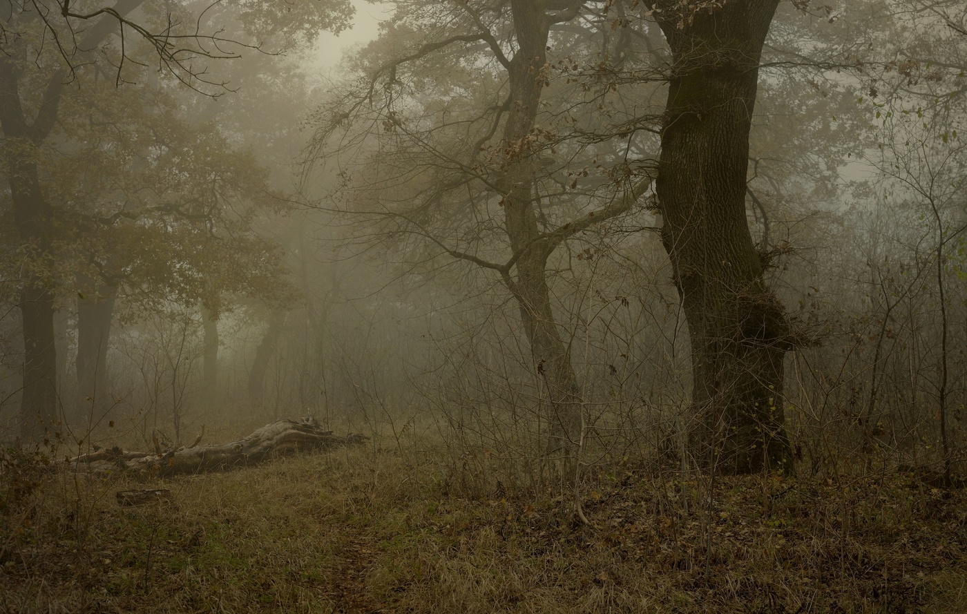 Туманное утро