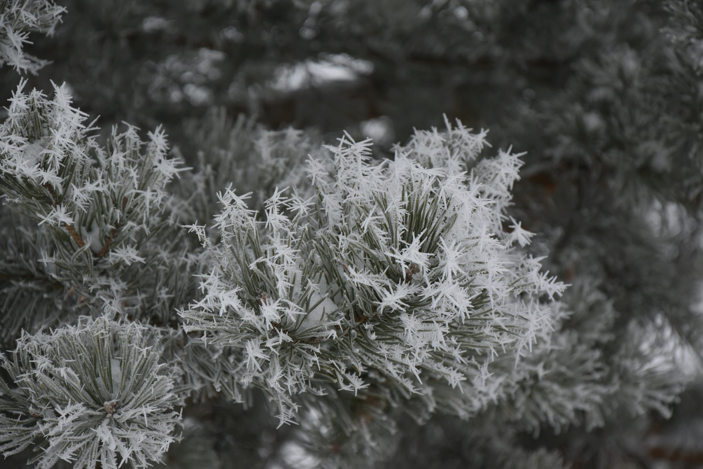Украшения новогодние