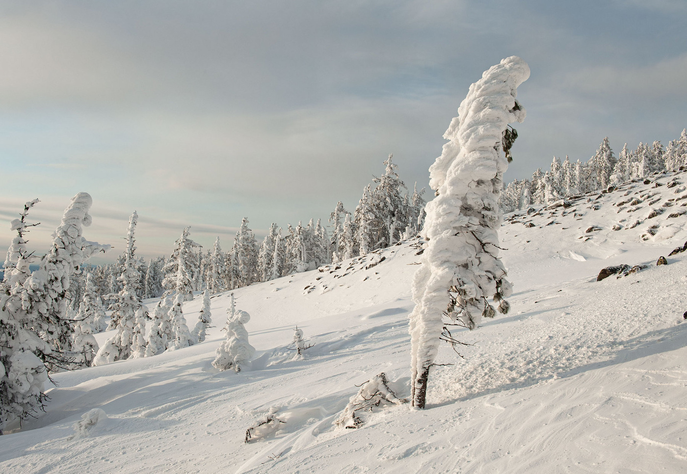 В снежном наряде