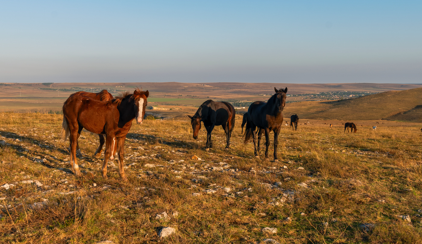 Крымские лошади
