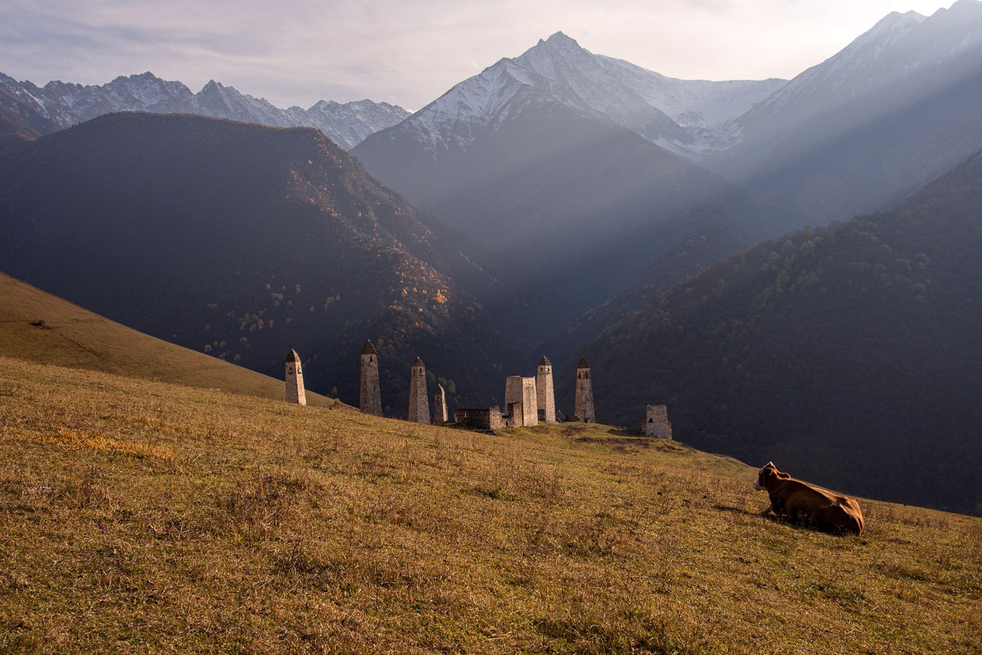 Коровы тоже любят красивый вид...