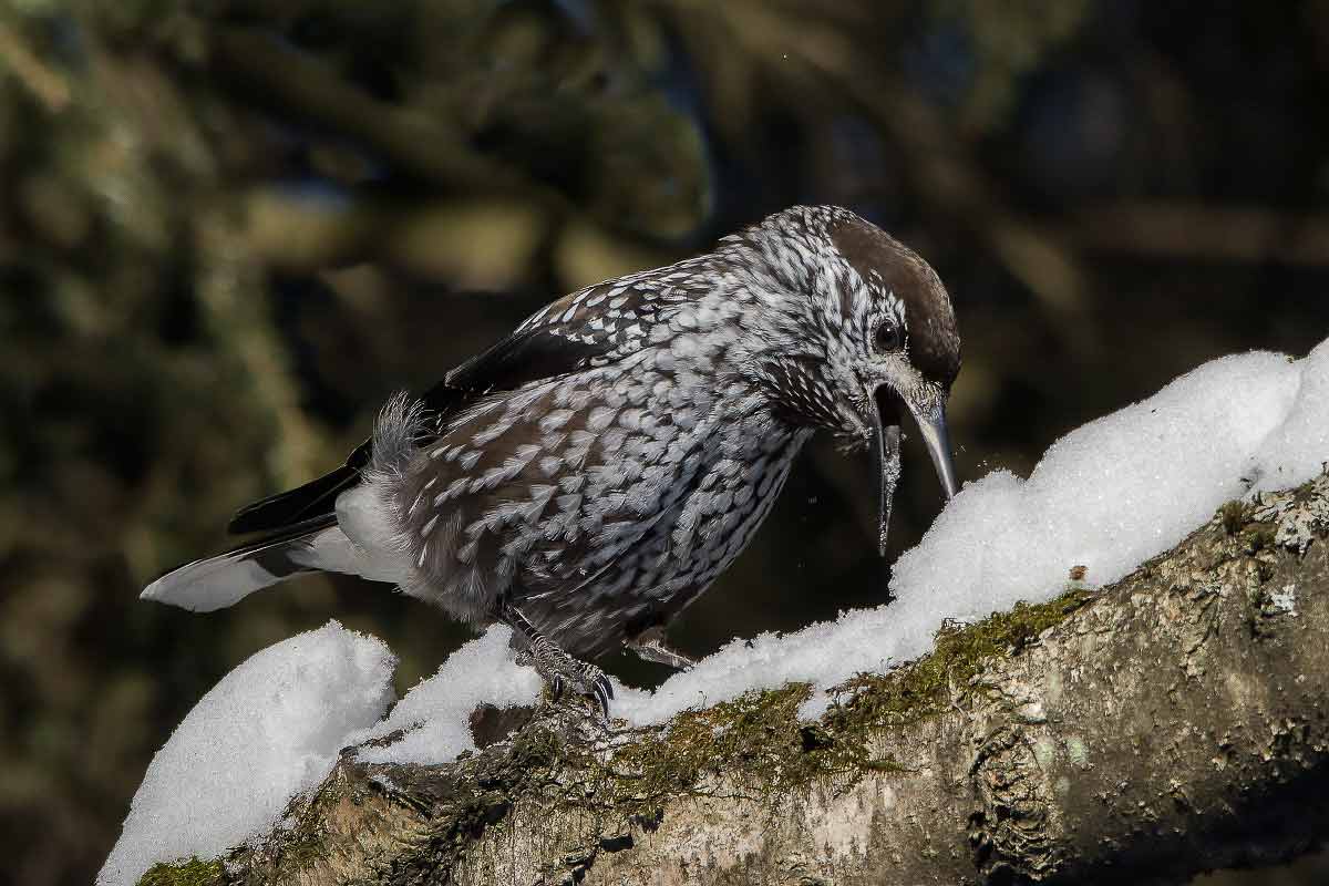 Имидж ничто, жажда всё!