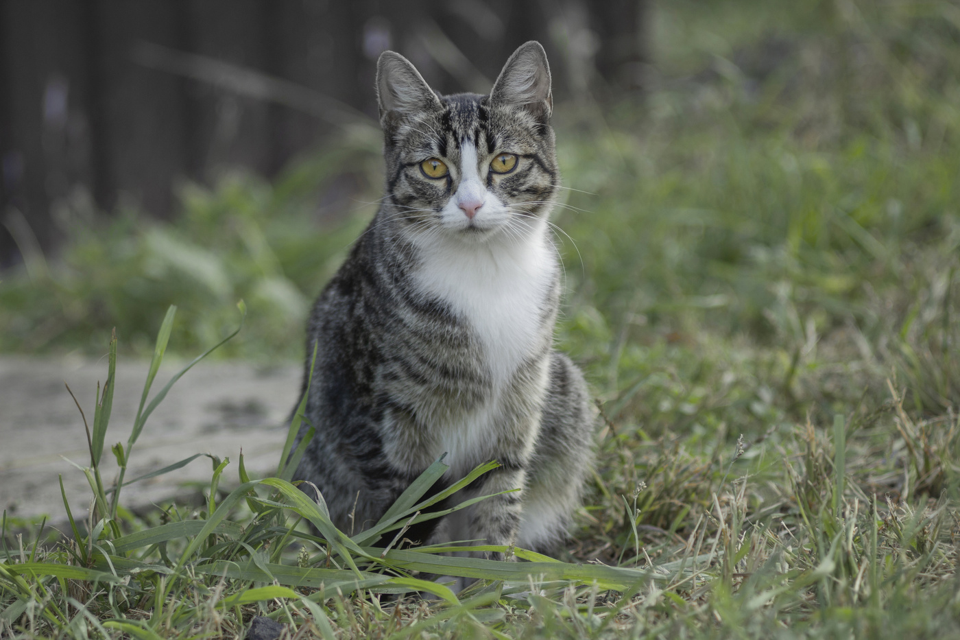 "Грустный котик"