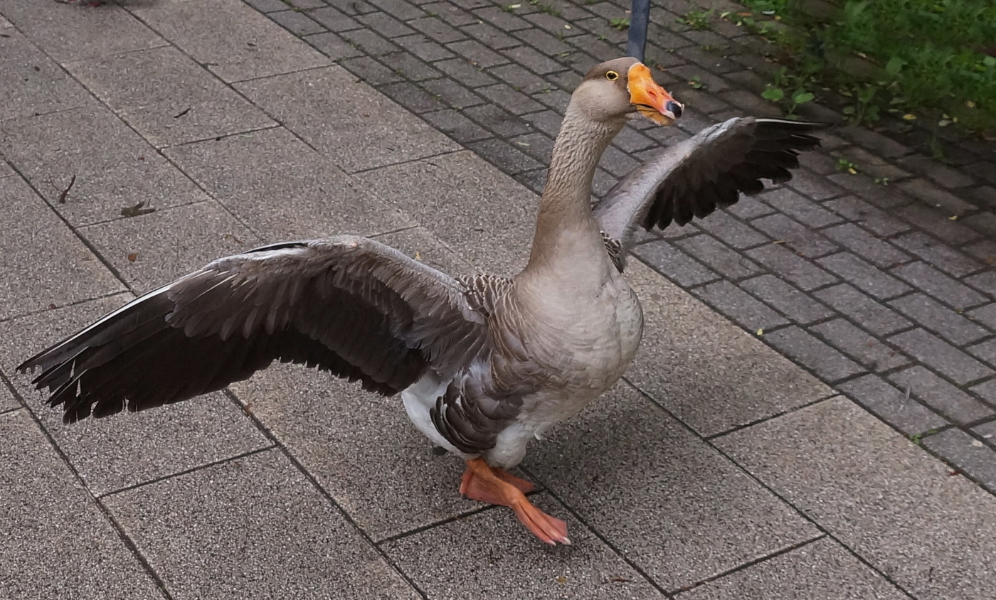 Га-га-га-гаага