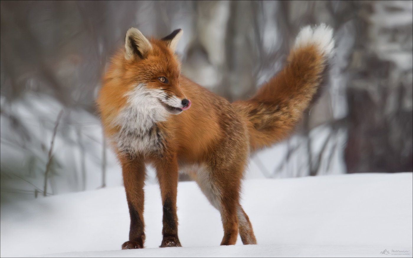 Хвост пистолетом