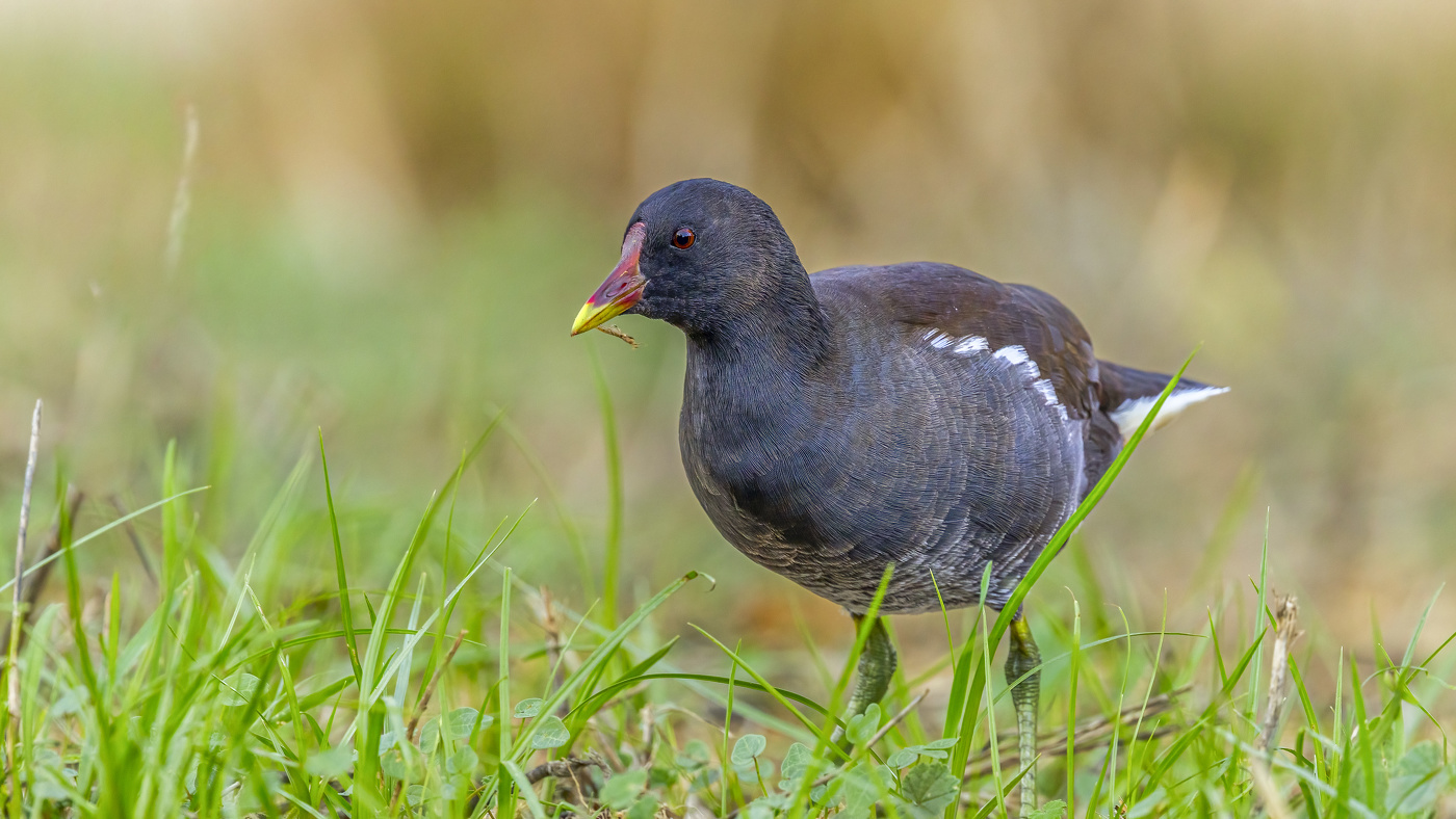 камышница - это просто болотная курочка