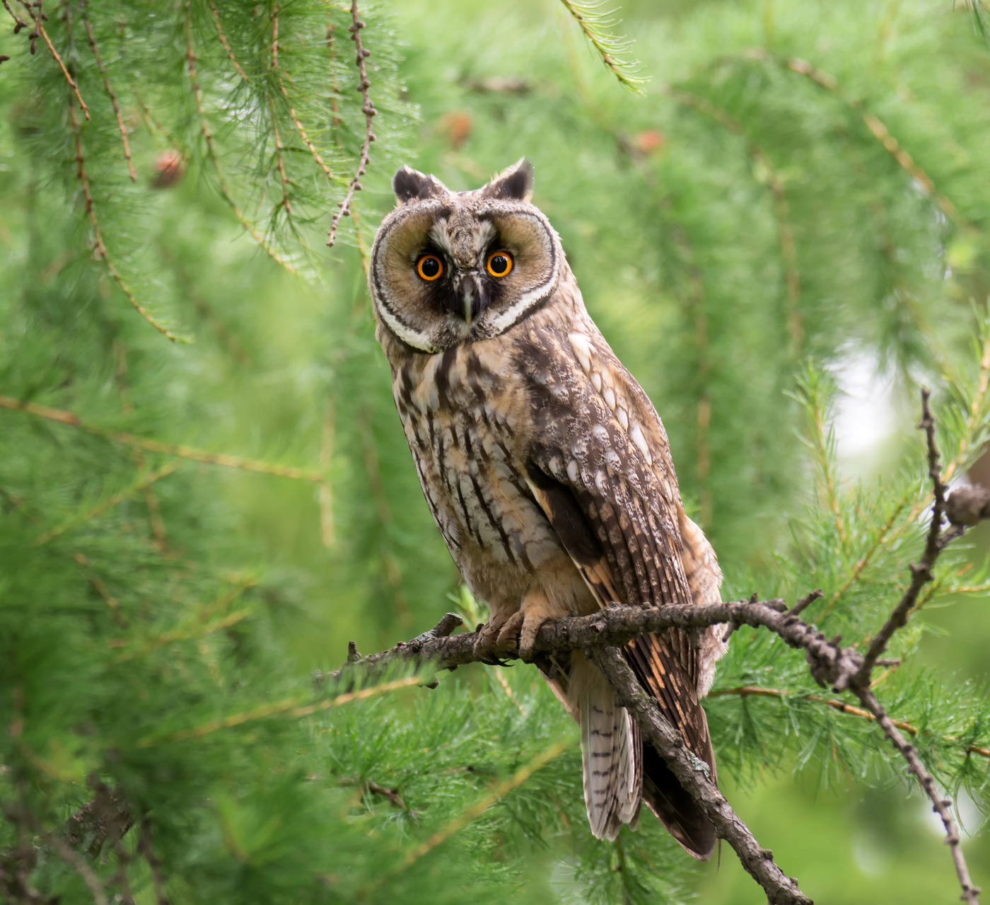 Ушастая сова.