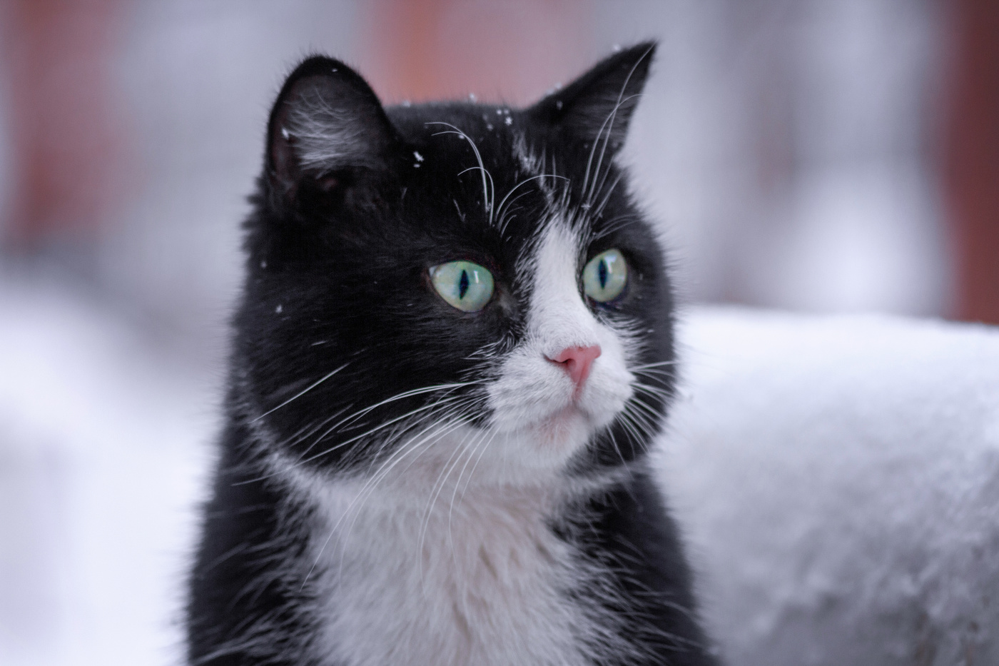 "Со снежком"