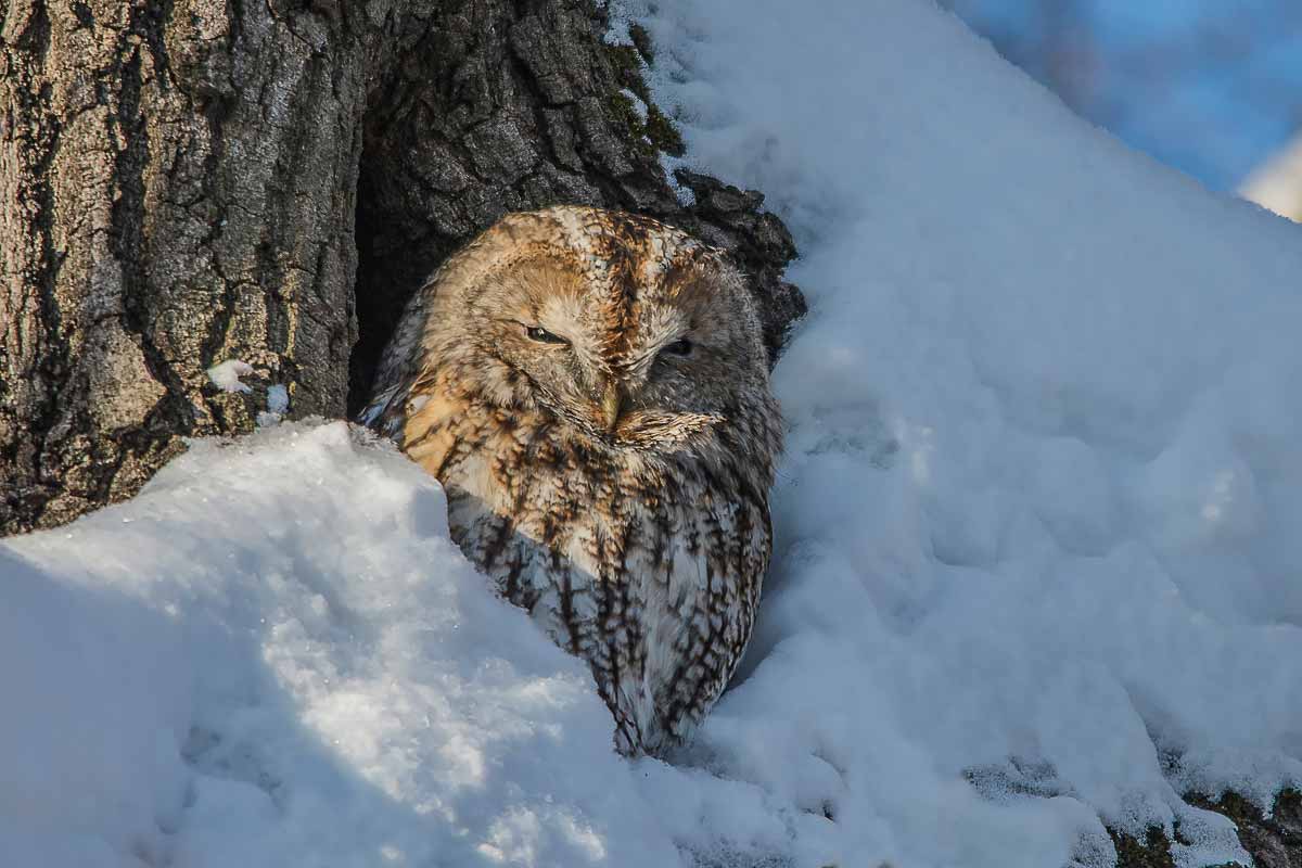 Серая неясыть.