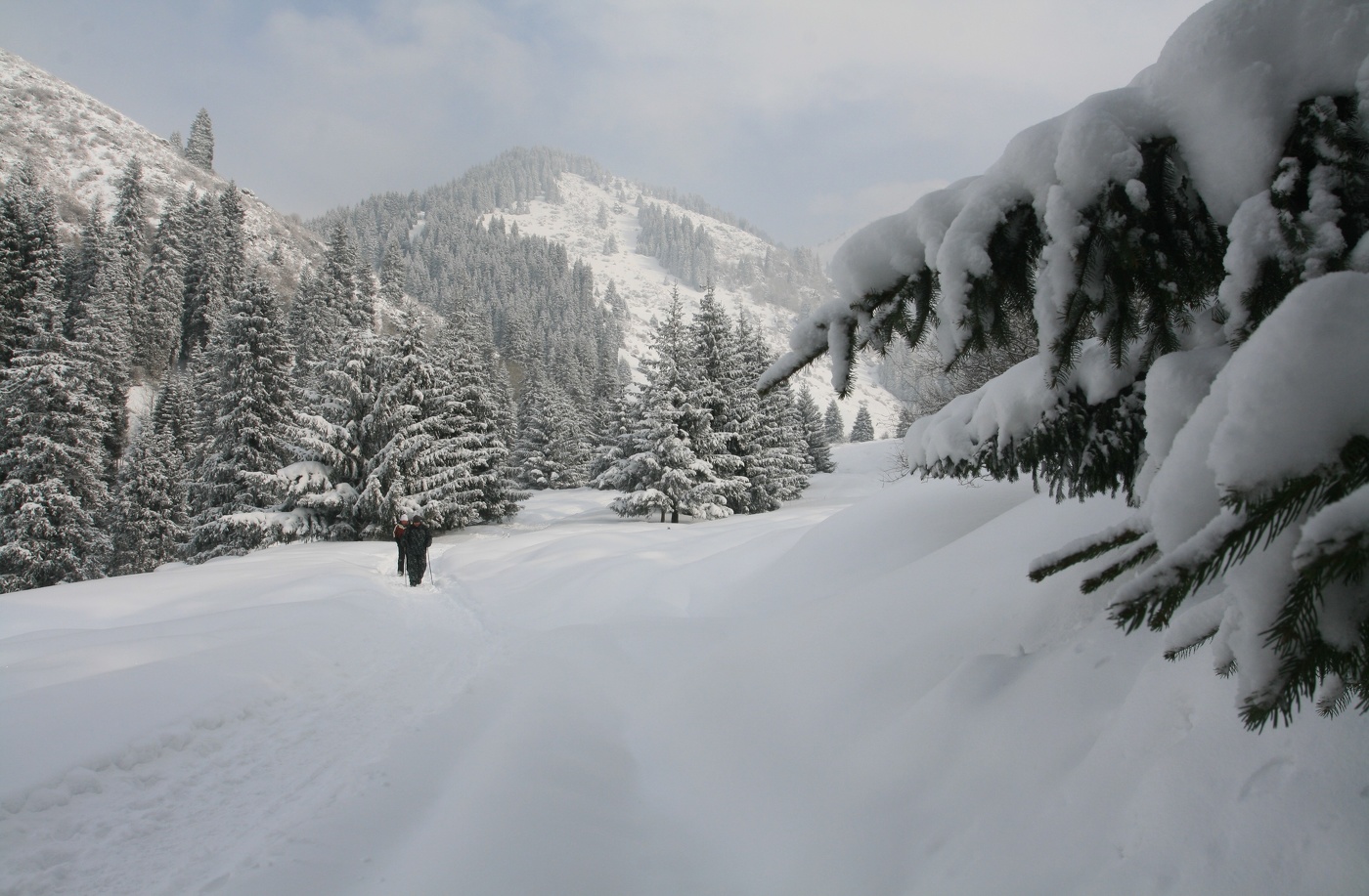 Двое вышли из леса...