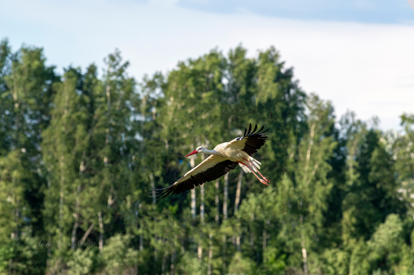 Аист белый.