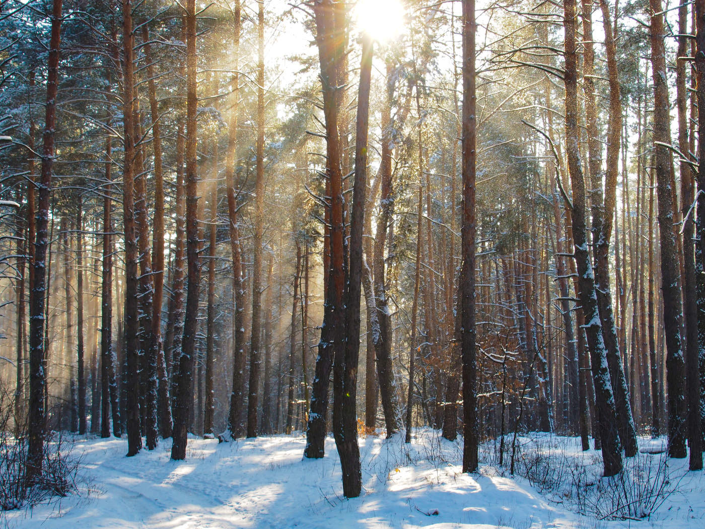 Мороз и солнце...