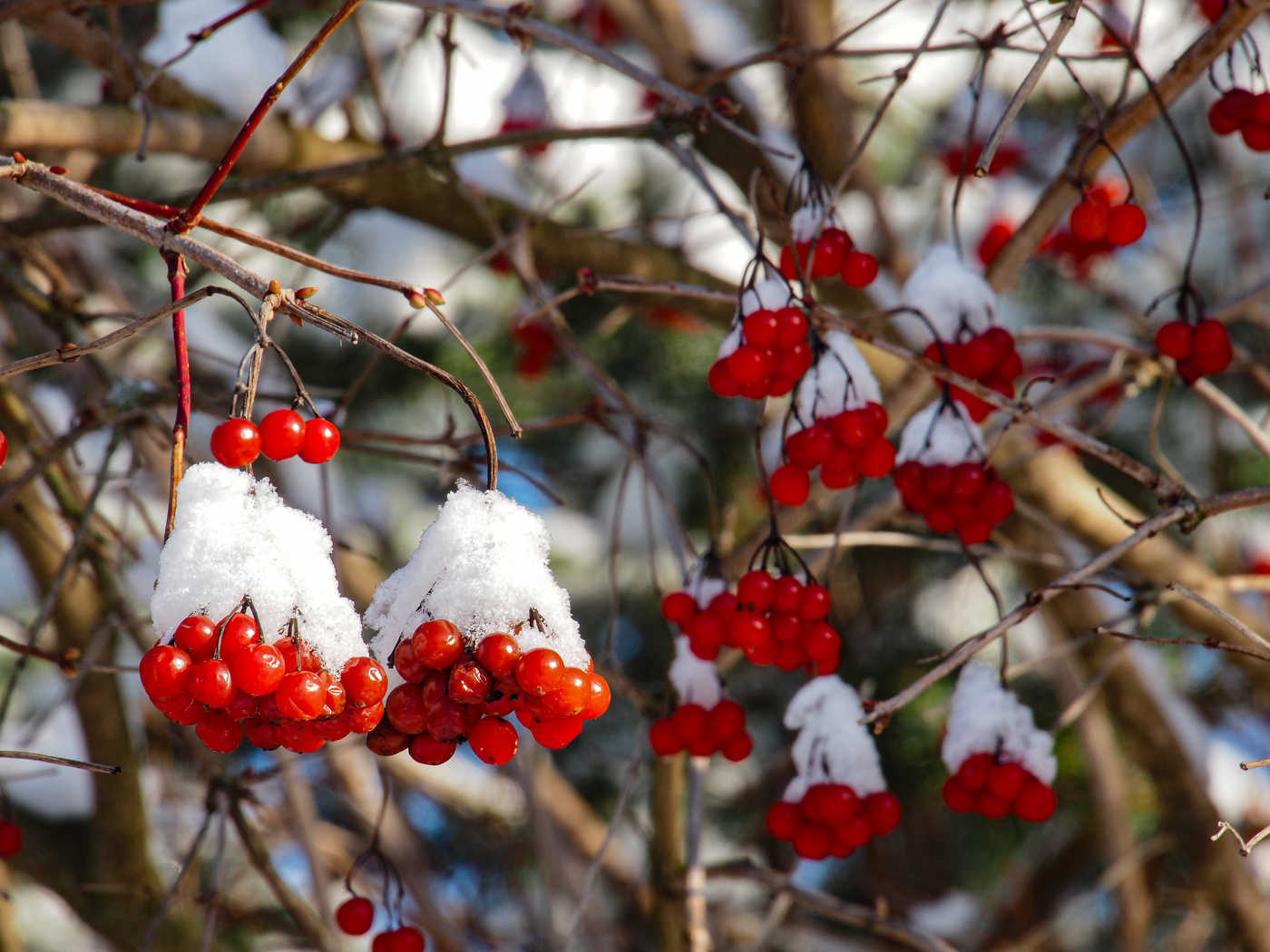 Калина красная