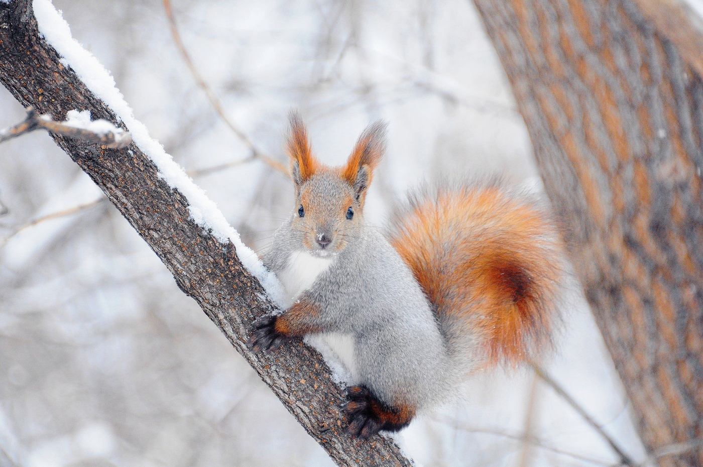 я не "ути, боже мой!", я белка!