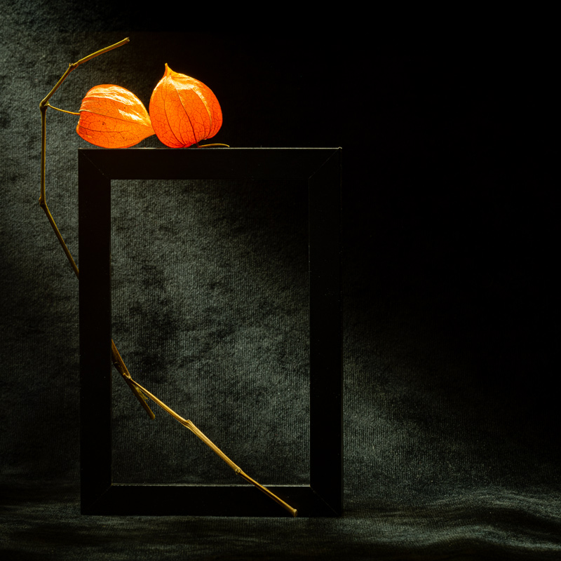 Этюд с физалисом V