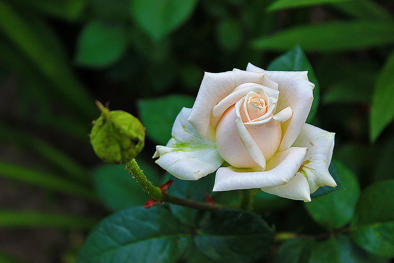 Майская роза