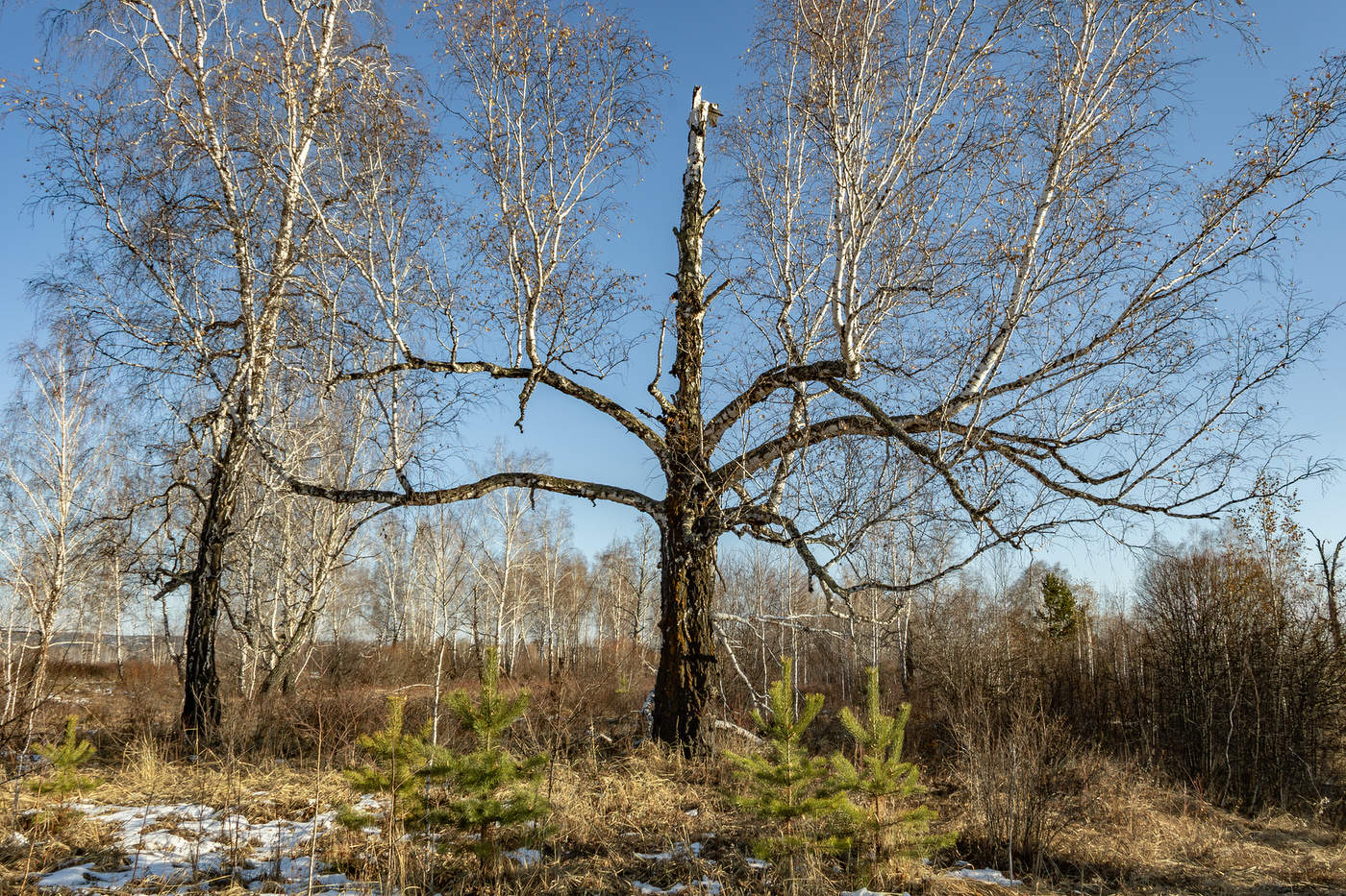 Местная королева
