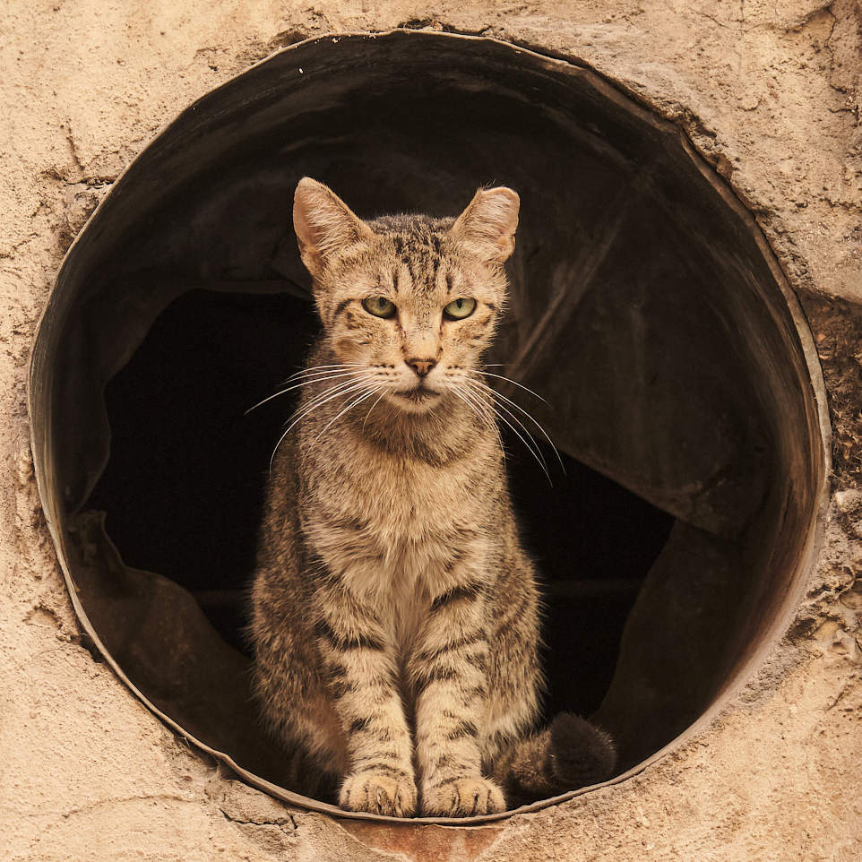 больше котегов, хороших и разных