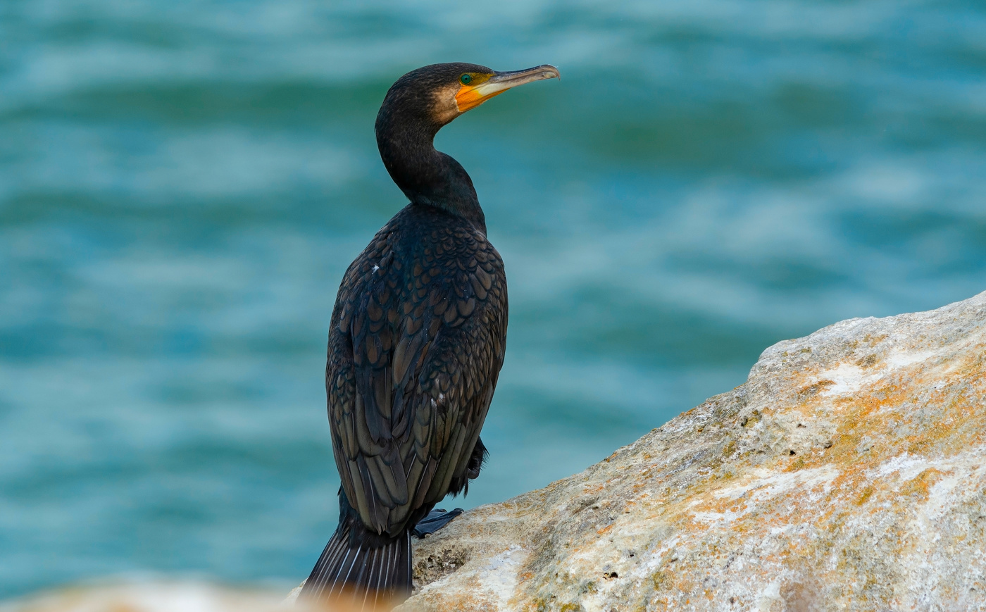 зеленоглазый