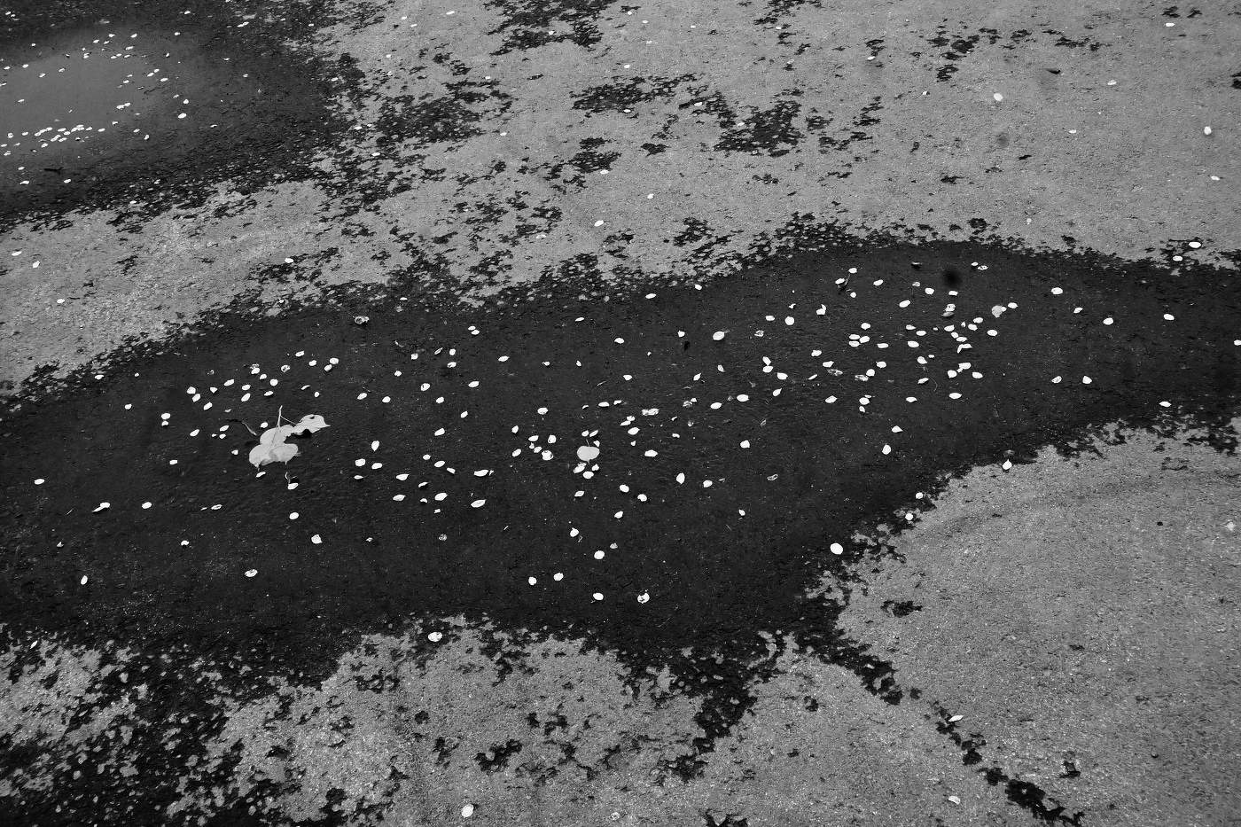 Кони в яблоках.