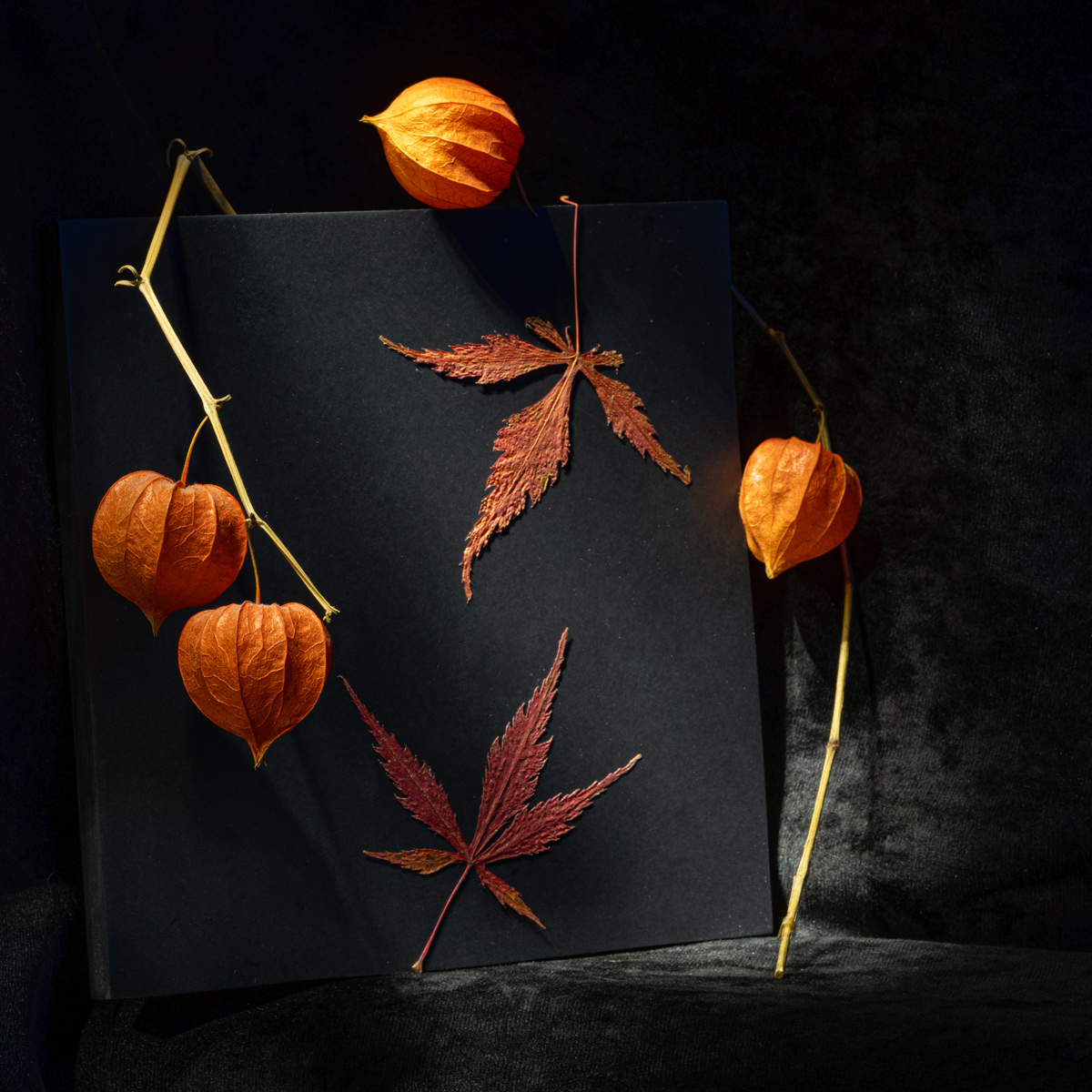 Этюд с физалисом VI