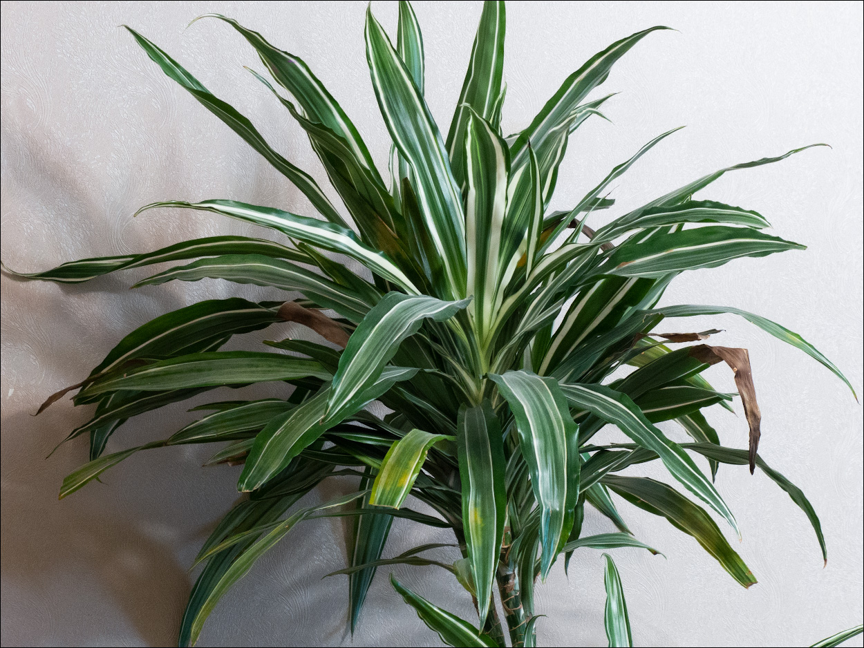 продам пальму